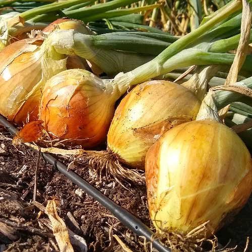 Yellow Onion - Dev Tandoor Industries